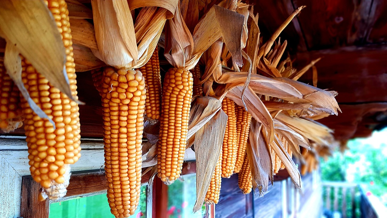 Kukurydza mielona, jakie ma zastosowanie żywieniu zwierząt hodowlanych?